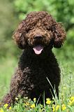 BARBET 087